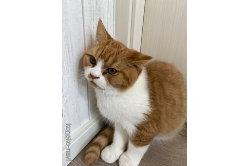 成約済の茨城県のスコティッシュフォールド-74285の5枚目